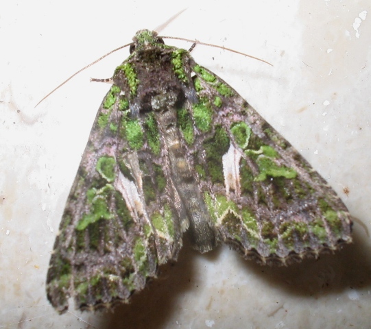 Farfalla notturna verde (Trachea atriplicis)